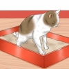 Dando um gato um enema em casa