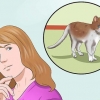 Treinando um gato para estar seguro ao ar livre e ser um bom caçador de ratos
