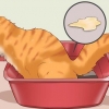 Como curar um gato de prisão de ventre