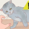 Segurando um gato