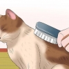 Cuidar de um gato