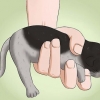 Fazer cocô de gatinho