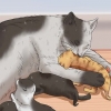 Criando um gatinho
