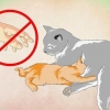 Fazendo um gatinho amar água