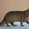 Identificando um maine coon