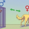 Acalmar um cão macho quando uma fêmea está no cio