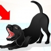 Treinando um labrador travesso