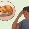 Pegando um hamster fugitivo