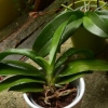 Replantar uma orquídea