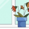 Salvando uma planta excessivamente fertilizada
