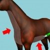 Barbear um cavalo