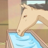 Alimentando um cavalo