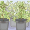 Cultivando uma árvore de jacarandá