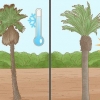 Plante uma palmeira