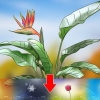 Poda de uma planta de remendo do paraíso