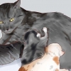 Alimentando um gatinho recém-nascido