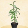 Plantando um pessegueiro