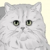 Identificando um gato persa