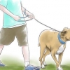 Criando um pitbull