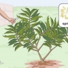 Poda de uma plumeria