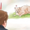Lutando contra um puma