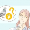Treinando um pombo-correio