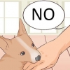 Como fazer um cachorro parar de morder
