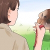Treinando um cachorro para andar na coleira