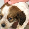 Dar banho em um cachorro pela primeira vez