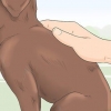 Identificando um filhote de labrador retriever de raça pura