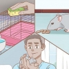 Cuidando de um rato