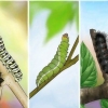 Cuidar de uma lagarta até que ela se transforme em borboleta ou mariposa