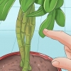 Poda de uma planta schefflera