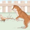 Escolhendo um filhote de shiba inu