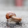 Mantendo um caracol como animal de estimação