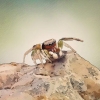 Pegar e cuidar de uma aranha saltadora