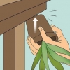 Revivendo uma planta de aloe vera morrendo