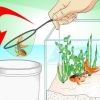 Salvando um peixinho dourado morrendo