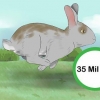 Pegando um coelho manso
