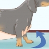 Segurando um dachshund corretamente