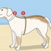 Tricotar uma camisola para um cão