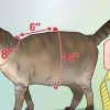 Fazendo um arnês para o seu gato gordinho