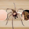 Reconhecendo uma aranha de funil