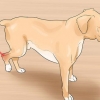 Tratando uma entorse em um cão