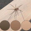 Reconhecendo uma aranha de violino