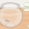 Limpando um aquário de um peixe-lutador-siamês