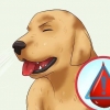 Como remover um ''rabo de raposa'' do nariz de um cachorro