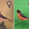 Distinguindo um robin feminino de um macho