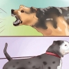 Treinando um cão de guarda