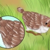 Cuidando de um pássaro selvagem que não pode voar